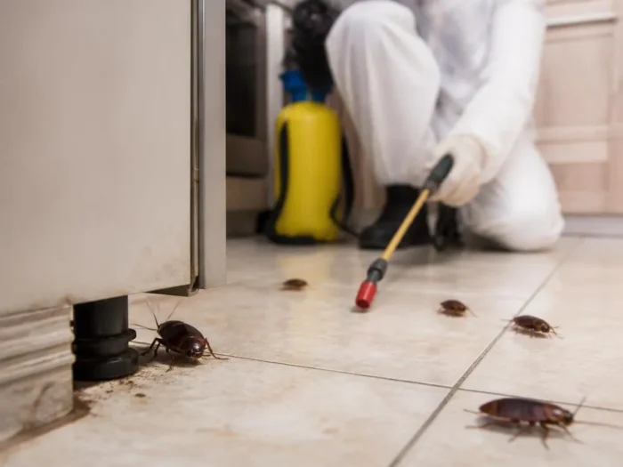 Guida pratica su come eliminare le blatte in modo definitivo